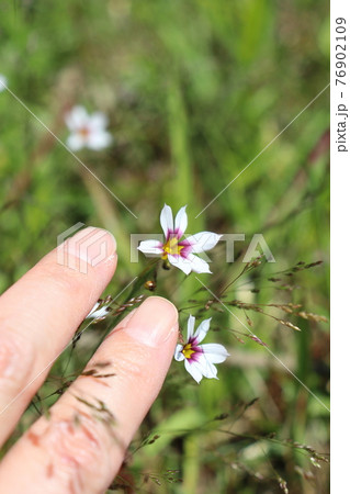 春の花　ニワゼキショウと手 76902109