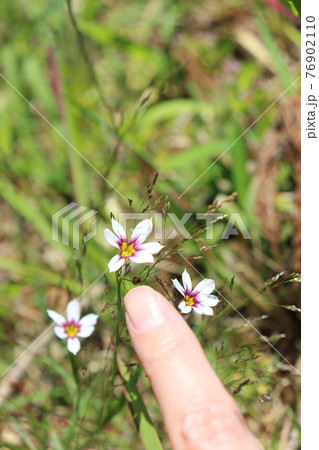 春の花　ニワゼキショウと手 76902110