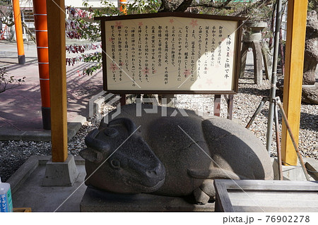 榴岡天満宮撫で牛 榴岡天満宮撫で牛 76902278