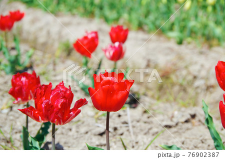 品種 プリンスオブマーベル 鮮やかな赤色の八重咲きの花びらのチューリップの写真素材