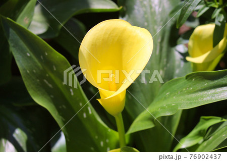 あしかがフラワーパーク 花壇の花 あしかがフラワーパーク 花壇の花 76902437