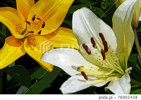 ユリ ユリ 76902438