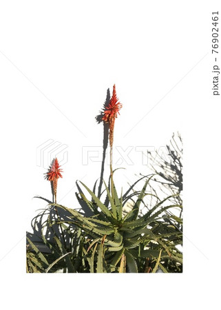 白い壁背景のアロエの花 白い壁背景のアロエの花 76902461