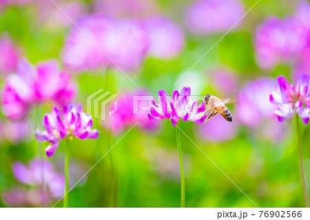 ミツバチとレンゲ畑 76902566