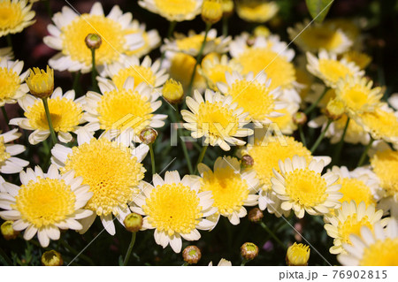 あしかがフラワーパーク 花壇の花 あしかがフラワーパーク 花壇の花 76902815