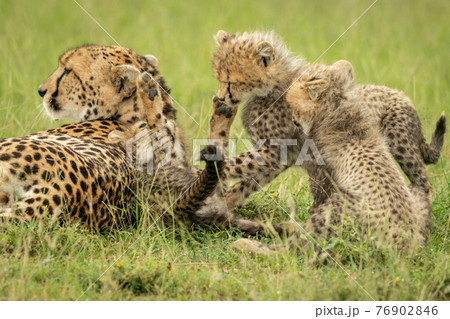 Cheetah lies beside three cubs play fighting 76902846