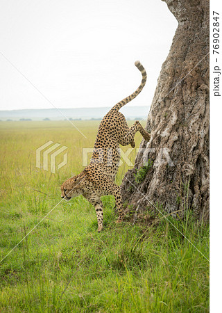 Cheetah jumps down from tree in savannah 76902847
