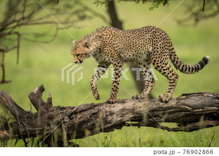 Cheetah cub walking on log looking down 76902866