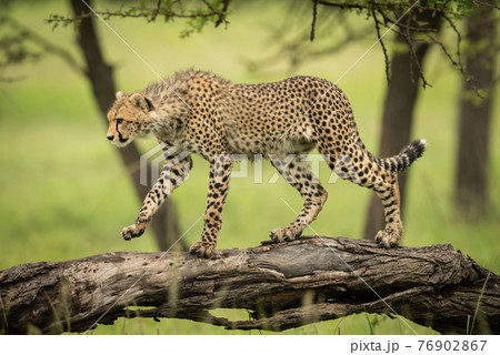 Cheetah cub walking along log lifting paw 76902867