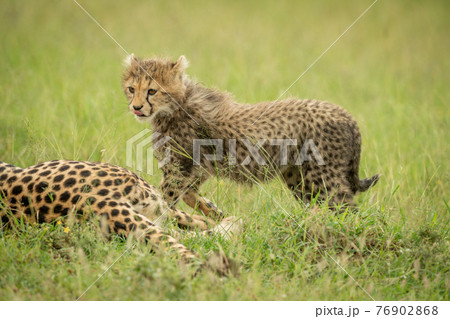 Cheetah cub trots past mother licking lips 76902868