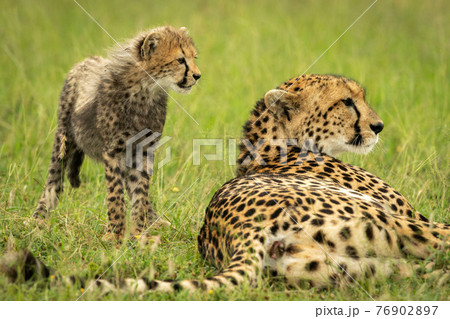Cheetah cub stands by mother in grass Cheetah cub stands by mother in grass 76902897
