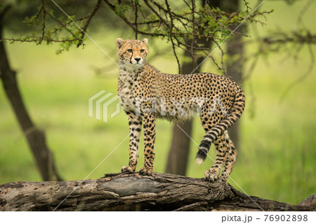 Cheetah cub standing on log looking round Cheetah cub standing on log looking round 76902898