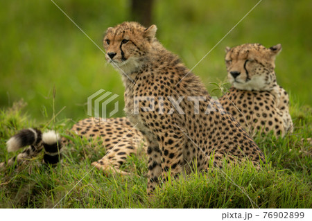Cheetah cub sitting beside mother in grass Cheetah cub sitting beside mother in grass 76902899