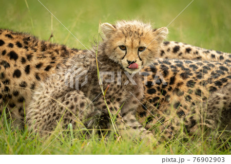 Cheetah cub sits with mother licking lips Cheetah cub sits with mother licking lips 76902903
