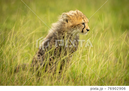 Cheetah cub sits staring in long grass Cheetah cub sits staring in long grass 76902906