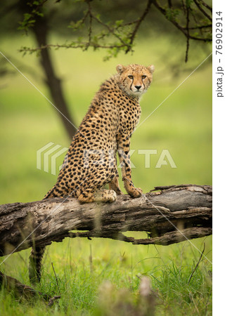 Cheetah cub sits on log eyeing camera Cheetah cub sits on log eyeing camera 76902914