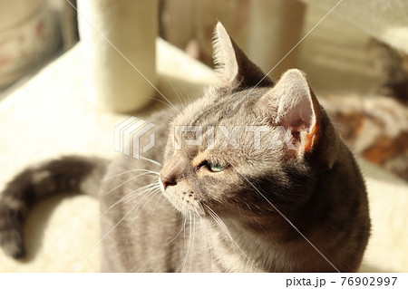 日向ぼっこする遠くを見つめる猫アメリカンショートヘアブルータビーの写真素材