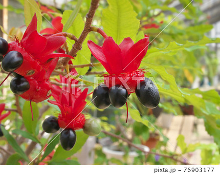 ミッキーマウスツリーの写真素材