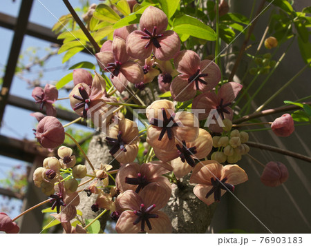 アケビの花 アケビの花 76903183