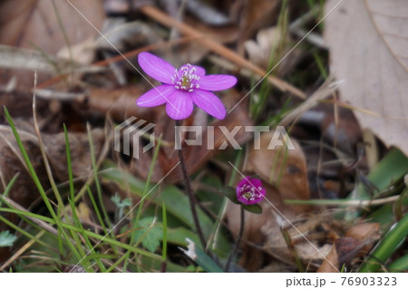 雪割草 雪割草 76903323