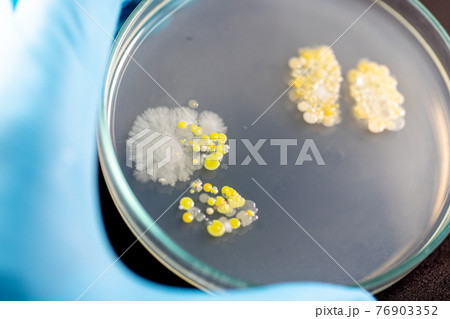 Backgrounds of Characteristics and Different shaped Colony of Bacteria and Mold growing on agar plates from Soil samples for education in Microbiology laboratory. Backgrounds of Characteristics and Different shaped Colony of Bacteria and Mold growing on agar plates from Soil samples for education in Microbiology laboratory. 76903352