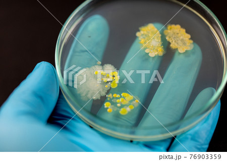 Backgrounds of Characteristics and Different shaped Colony of Bacteria and Mold growing on agar plates from Soil samples for education in Microbiology laboratory. Backgrounds of Characteristics and Different shaped Colony of Bacteria and Mold growing on agar plates from Soil samples for education in Microbiology laboratory. 76903359