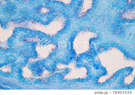 Characteristics of fungi living in wood as a group, are polyphyletic under the microscope for education. 76903439