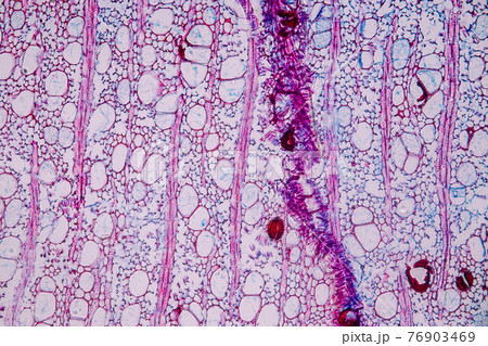 Characteristics of fungi living in wood as a group, are polyphyletic under the microscope for education. Characteristics of fungi living in wood as a group, are polyphyletic under the microscope for education. 76903469