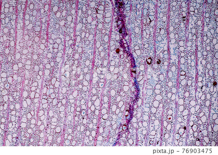 Characteristics of fungi living in wood as a group, are polyphyletic under the microscope for education. 76903475