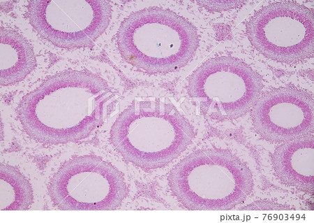 Characteristics of fungi living in wood as a group, are polyphyletic under the microscope for education. Characteristics of fungi living in wood as a group, are polyphyletic under the microscope for education. 76903494