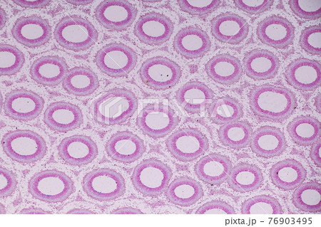 Characteristics of fungi living in wood as a group, are polyphyletic under the microscope for education. 76903495