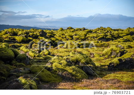 moss cover on volcanic landscape of Iceland 76903721