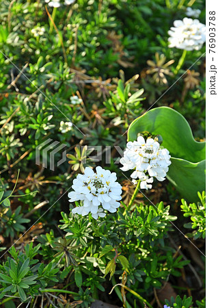 植物:イベリス アブラナ科 植物:イベリス アブラナ科 76903788
