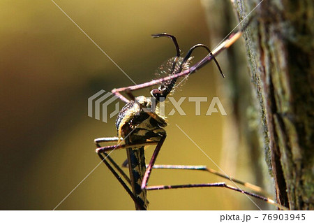 トワダオオカ 76903945