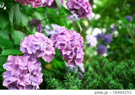 紫陽花 76904255