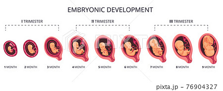 Embryo Month Stage Growth Fetal Development のイラスト素材 76904327 Pixta