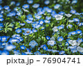 ネモフィラと蜂 76904741