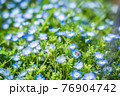 ネモフィラと蜂2 76904742
