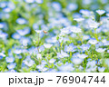 ネモフィラと蜂3 76904744