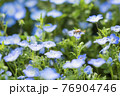ネモフィラと蜂4 76904746