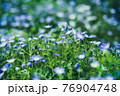 ネモフィラのつぼみ 76904748