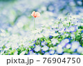 ネモフィラの煌めき 76904750