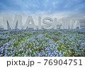 舞洲のネモフィラ 76904751