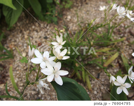 姫ヒオウギ 宿根草 葉 白い花の写真素材