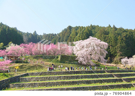 マタベエザクラの花 76904864