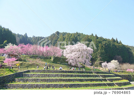 マタベエザクラの花 マタベエザクラの花 76904865