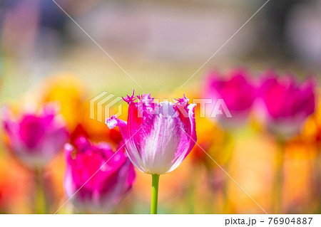 フリンジ咲きのチューリップ 76904887