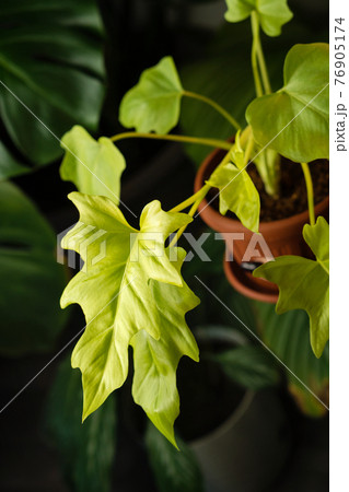 Home gardening houseplant background 76905174