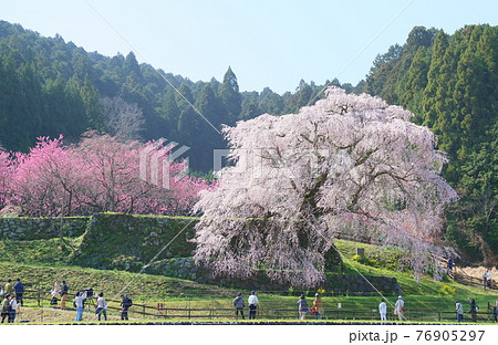 マタベエザクラの花 76905297