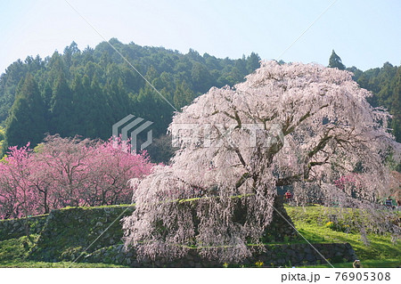マタベエザクラの花 76905308